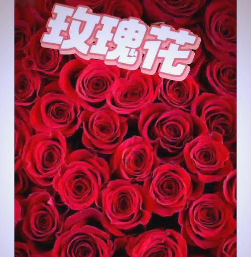 玫瑰有哪些颜色？不同颜色玫瑰的花语是什么？