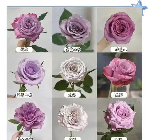 玫瑰有哪些颜色？不同颜色玫瑰的花语是什么？