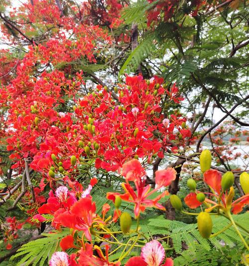 红宝石花养殖方法是什么？如何保持其鲜艳的红色？