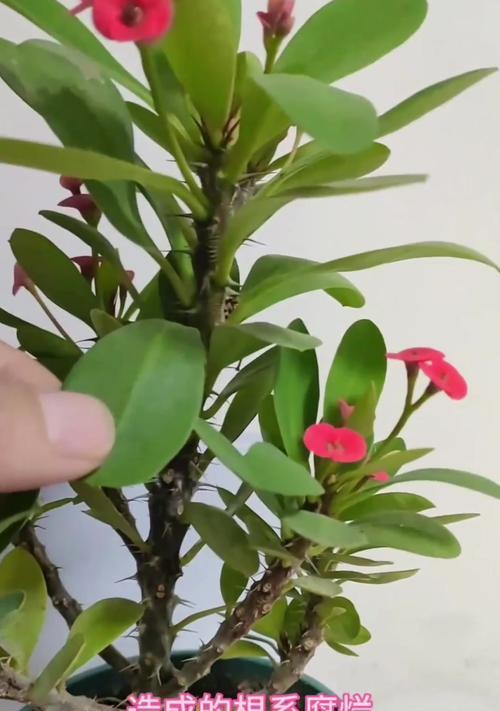 刺梅叶子发黄的原因是什么？