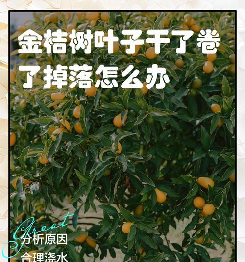 金桔浇水的最佳时间是什么时候？如何正确浇水？