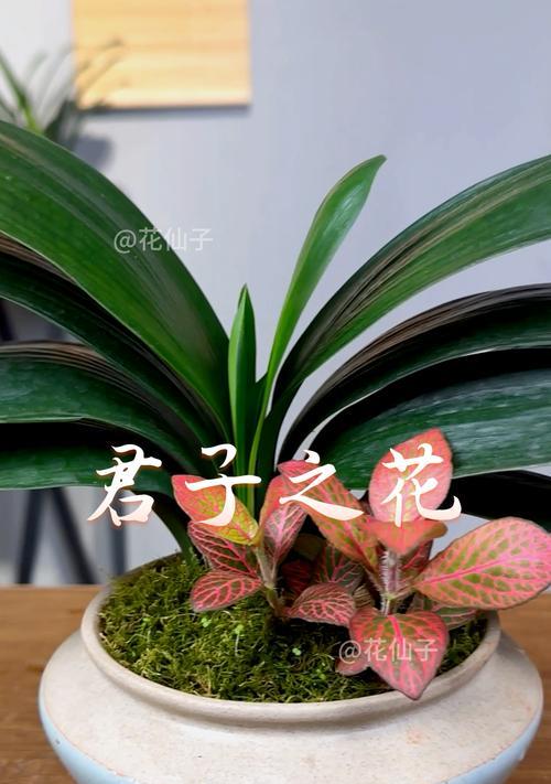 花君子是什么？君子兰的养护和特点是什么？