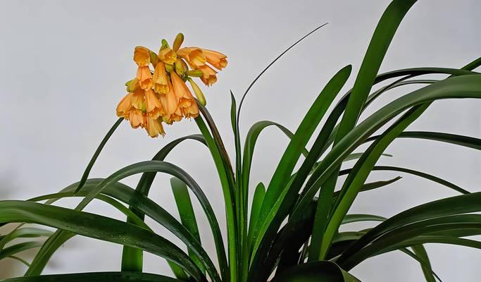花君子是什么？君子兰的养护和特点是什么？