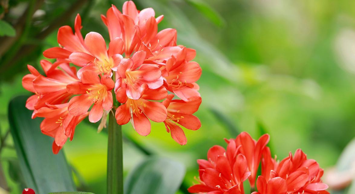 花君子是什么？君子兰的养护和特点是什么？
