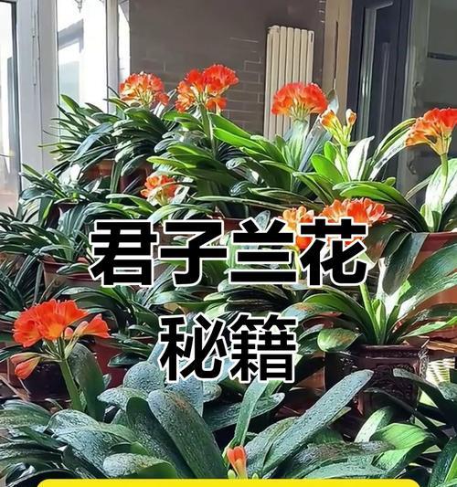 君子兰开花后的正确养护方法是什么？