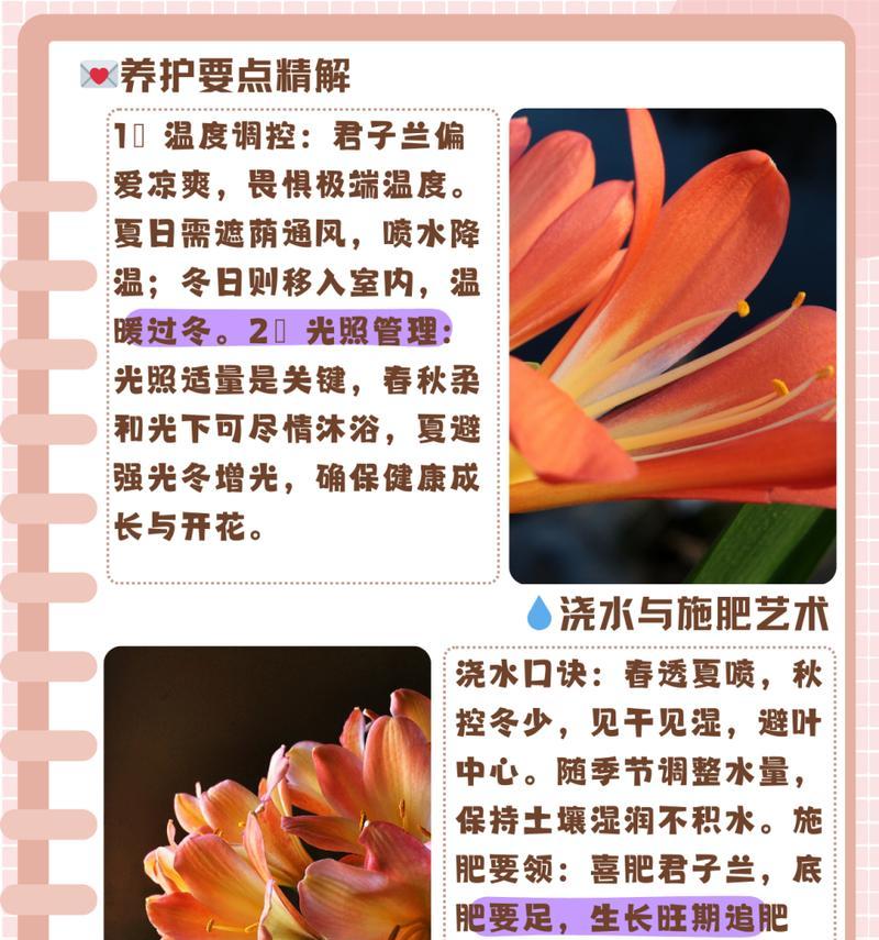 君子兰开花后的正确养护方法是什么？
