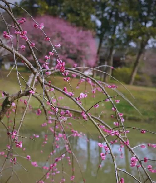 梅花的形态特征有哪些？如何识别梅花？