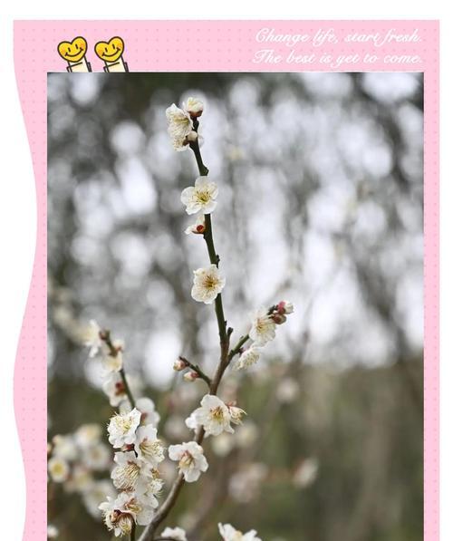 梅花的形态特征有哪些？如何识别梅花？