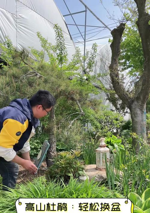 杜鹃花换土的正确步骤是什么？