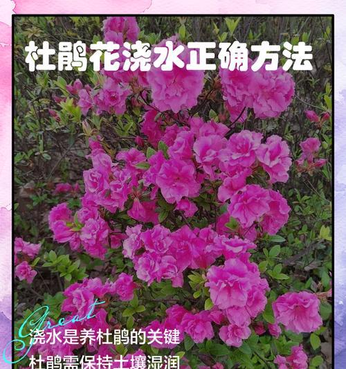 杜鹃花换土的正确步骤是什么？
