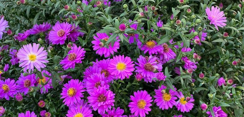 宿根花卉有哪些？适合新手种植的宿根花卉推荐？
