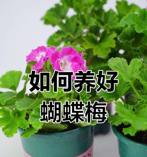 蝴蝶梅的养殖方法是什么？