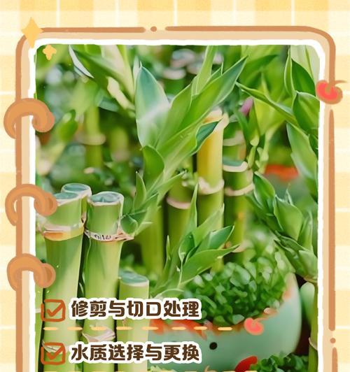转运竹修剪的最佳时间和方法是什么？