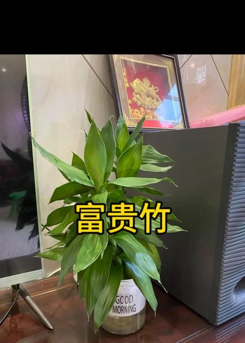 转运竹修剪的最佳时间和方法是什么？