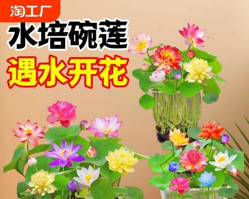 碗莲种子的外观特征有哪些？