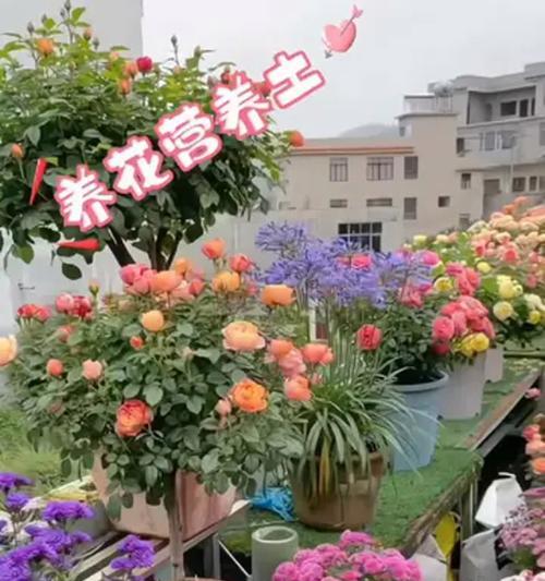 养花应该选择哪种土壤？