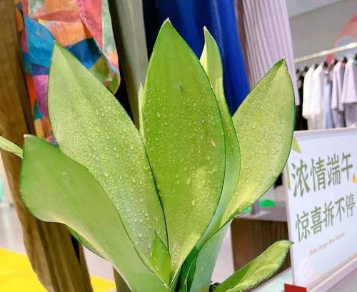 火鹤花修剪技巧是什么？