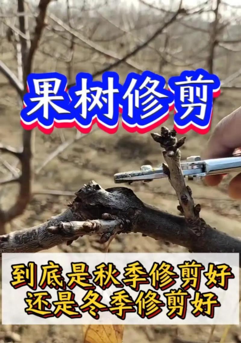 火鹤花修剪技巧是什么？
