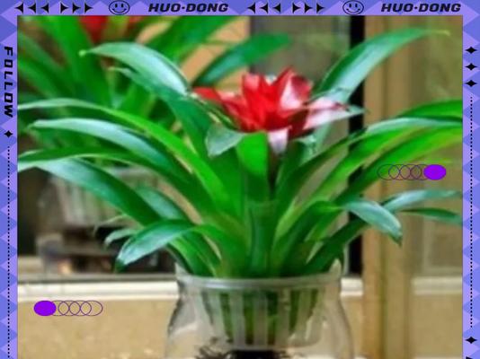 家庭种植花卉有哪些推荐？适合家庭环境的花卉种类有哪些？