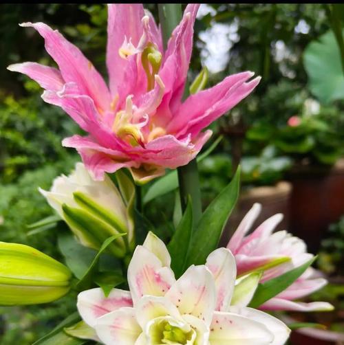 家庭种植花卉有哪些推荐？适合家庭环境的花卉种类有哪些？