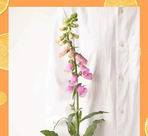 毛地黄种子种植步骤是什么？