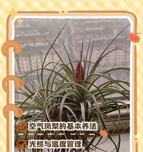 凤梨的养殖方法和注意事项是什么？