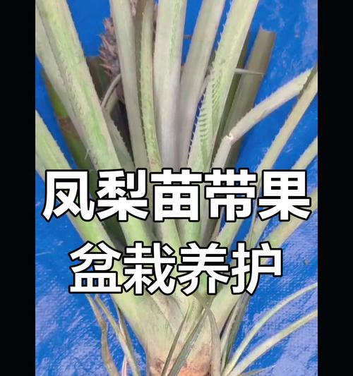 凤梨的养殖方法和注意事项是什么？