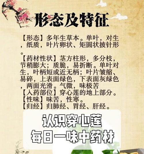 穿心莲的外观特征有哪些？穿心莲的识别方法是什么？