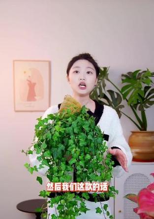 常春藤水培快速生根的方法是什么？