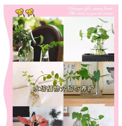 常春藤水培快速生根的方法是什么？
