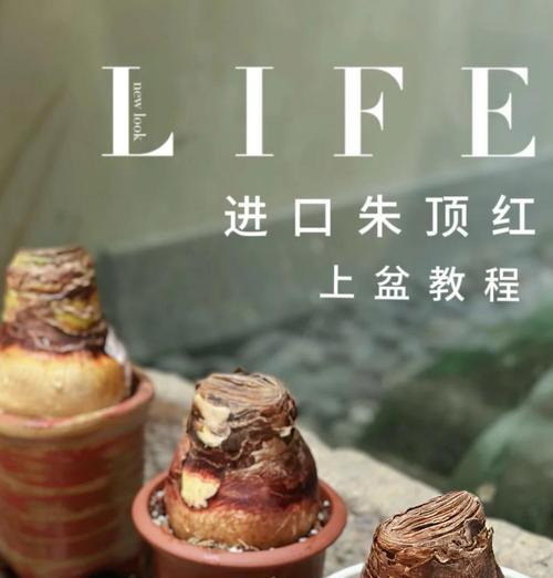 朱顶红在北方的养殖方法是什么？