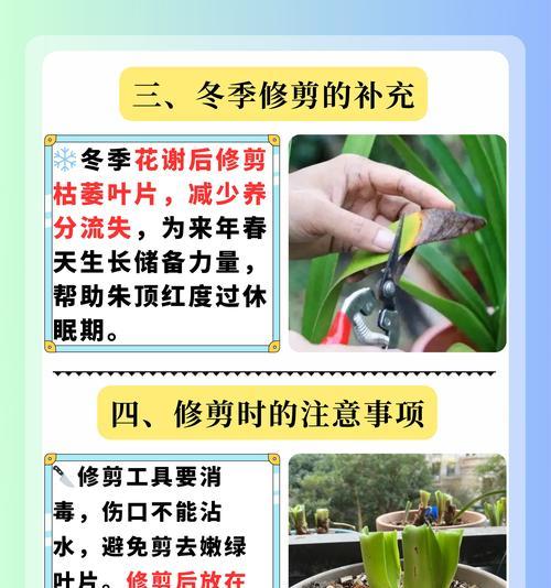 朱顶红在北方的养殖方法是什么？