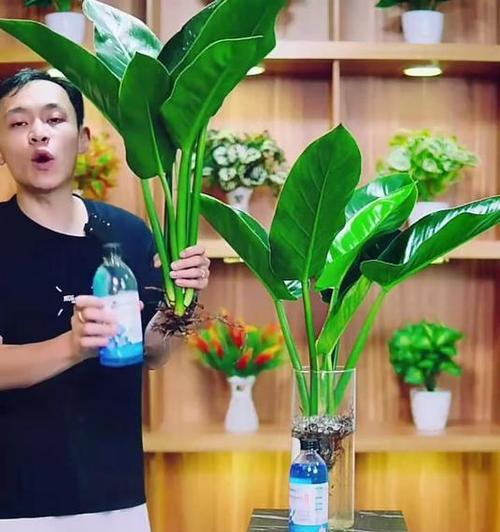 大叶金钻的正确养护方式？