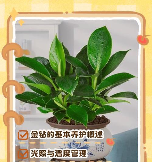 大叶金钻的正确养护方式？