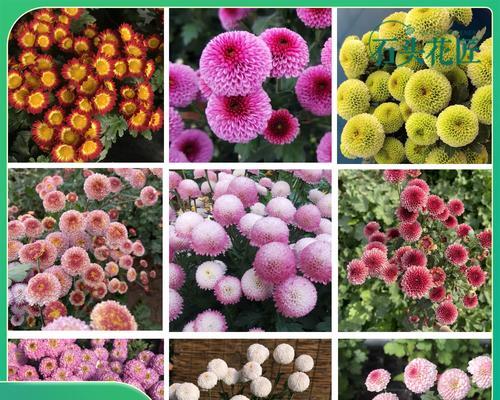 菊花有几种品种？如何区分它们？