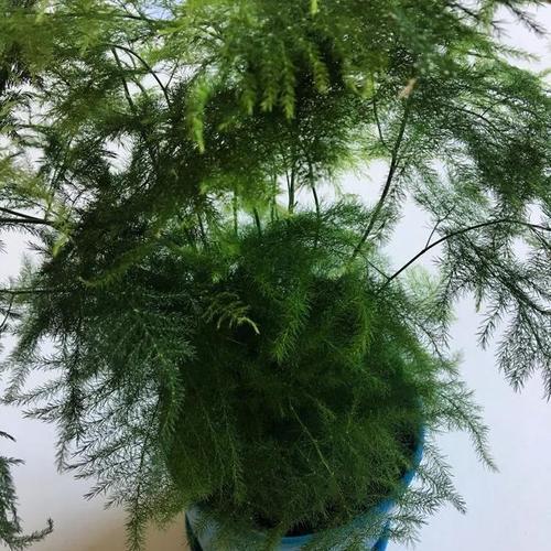 文竹的外观特征有哪些？