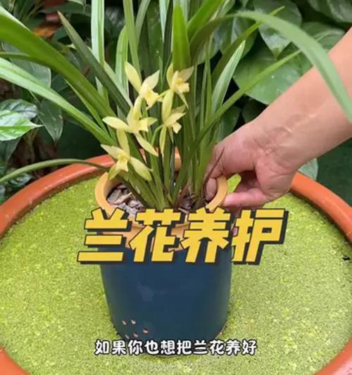 普通兰花的日常养护需要注意什么？