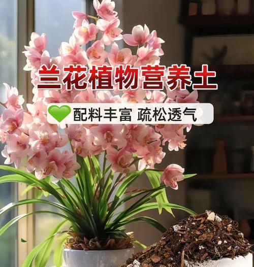 普通兰花的日常养护需要注意什么？