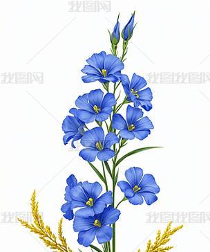 蓝色亚麻的种植步骤是什么？
