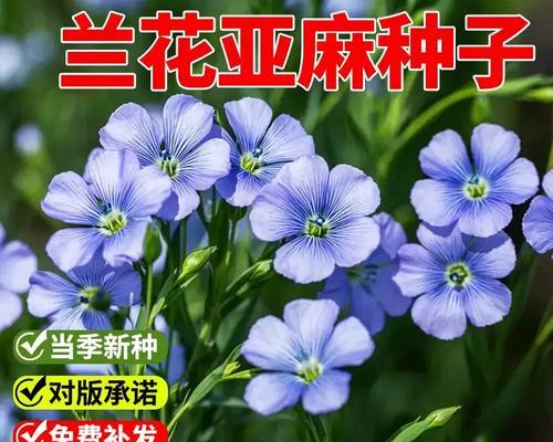 蓝色亚麻的种植步骤是什么？