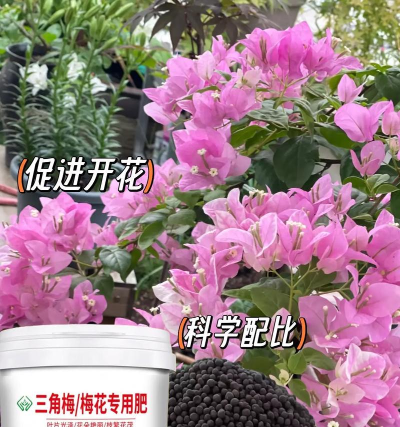 哪种肥料最适合养花？选择花卉肥料的要点和建议是什么？
