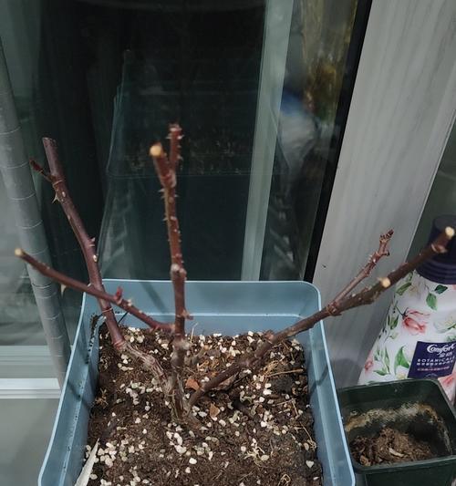 虹越月季怎么样？品质如何评价？