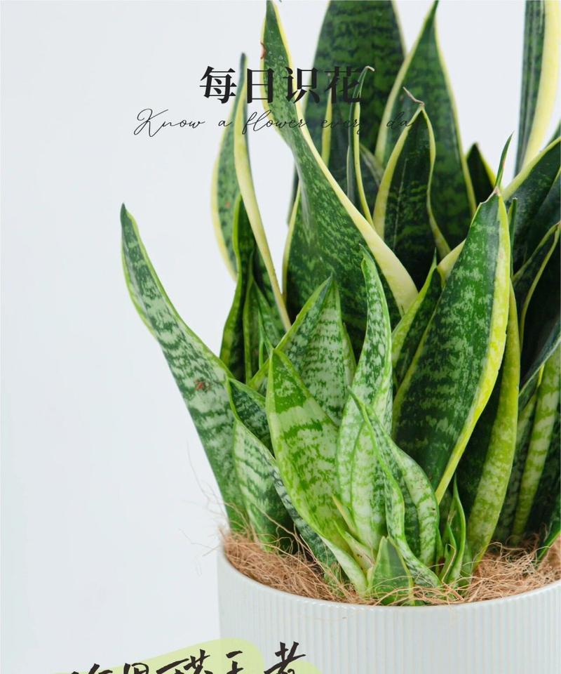虎皮兰的种植方法有哪些？如何让虎皮兰长得更好？