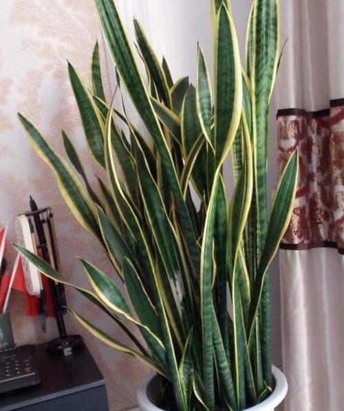 虎皮兰的种植方法有哪些？如何让虎皮兰长得更好？
