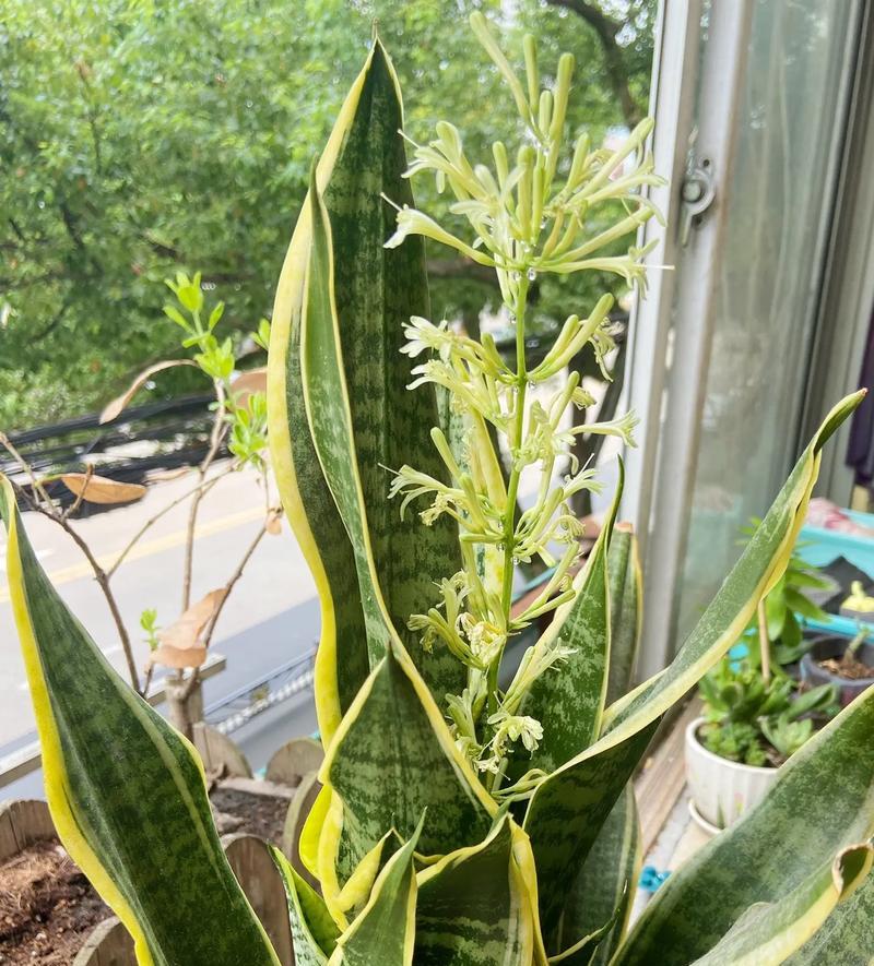 虎皮兰的种植方法有哪些？如何让虎皮兰长得更好？