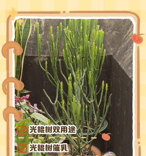 光棍树繁殖的有效方法有哪些？