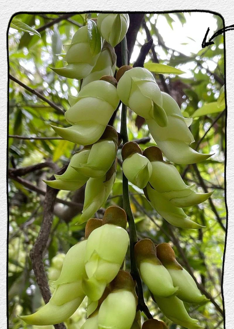 油麻藤品种有哪些？如何选择和种植油麻藤品种？