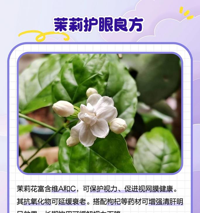茉莉花的用途：茉莉花有哪些功效和作用？