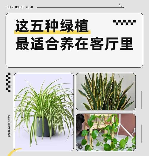 绿植品种大全在哪里可以找到？如何选择适合自己的绿植品种？