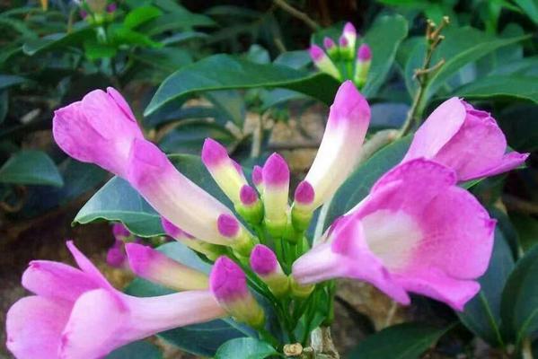 美人娇花种植的步骤是什么？